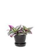 Chive Tika black ceramic small plant pot with drainage and detachable saucer styled with a Tradescantia zebrina.