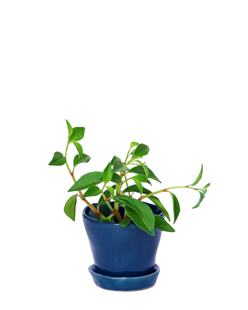 Chive Tika cobalt ceramic small plant pot with drainage hole and detachable saucer styled with a plant.