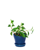 Chive Tika cobalt ceramic small plant pot with drainage hole and detachable saucer styled with a plant.