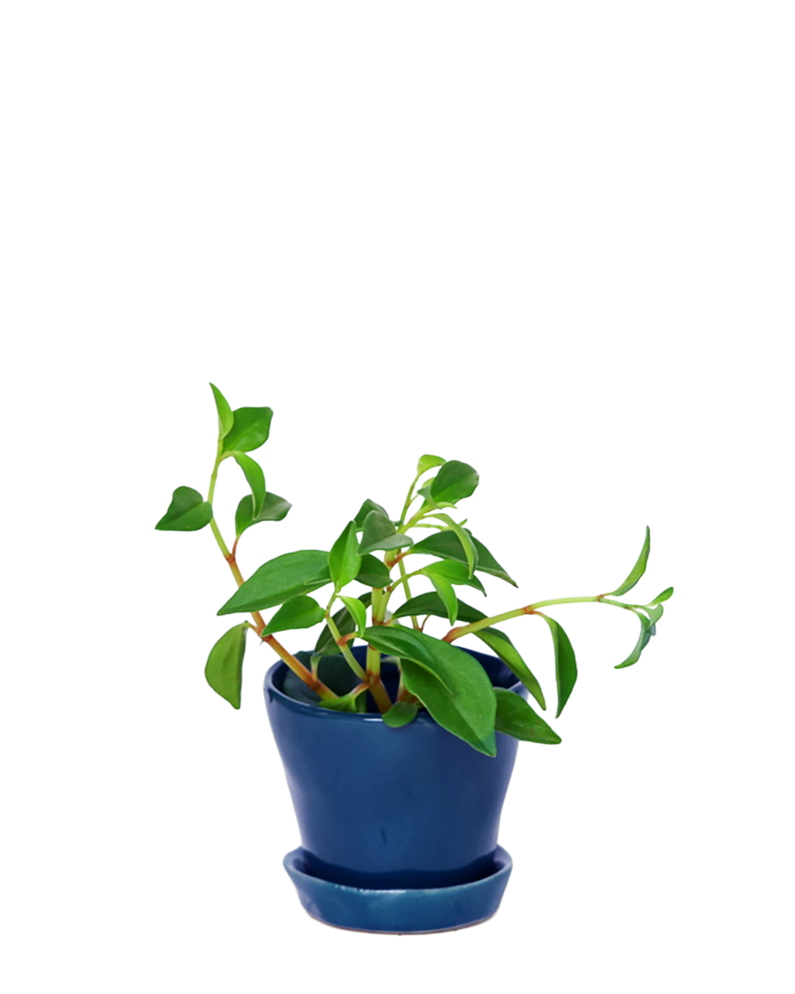 Chive Tika cobalt ceramic small plant pot with drainage hole and detachable saucer styled with a plant.
