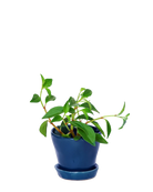 Chive Tika cobalt ceramic small plant pot with drainage hole and detachable saucer styled with a plant.