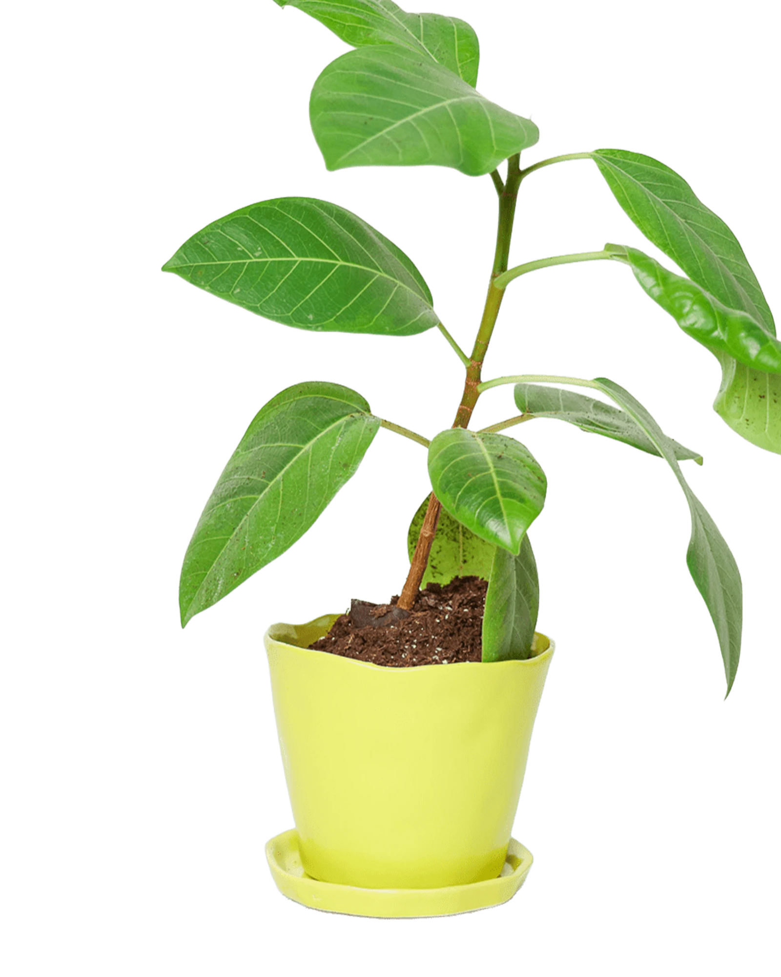 Chive Tika green sheen ceramic large plant pot with drainage hole and detachable saucer styled with a plant.
