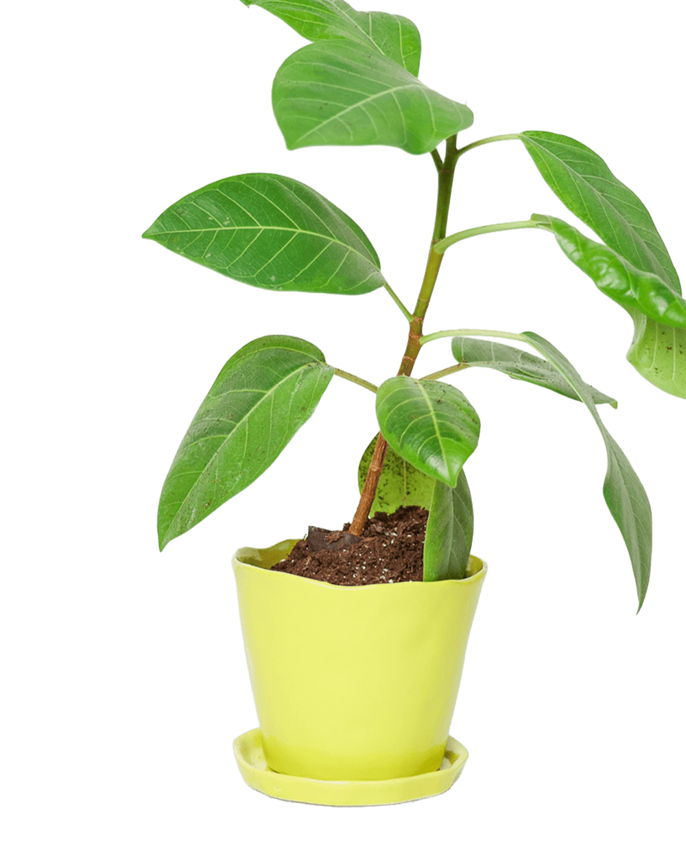 Chive Tika green sheen ceramic medium plant pot with drainage hole and detachable saucer styled with a plant.