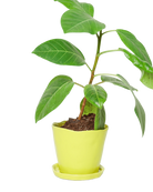 Chive Tika green sheen ceramic medium plant pot with drainage hole and detachable saucer styled with a plant.
