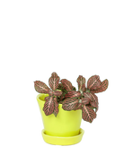 Chive Tika green sheen ceramic small plant pot with drainage hole and detachable saucer, styled with a plant.