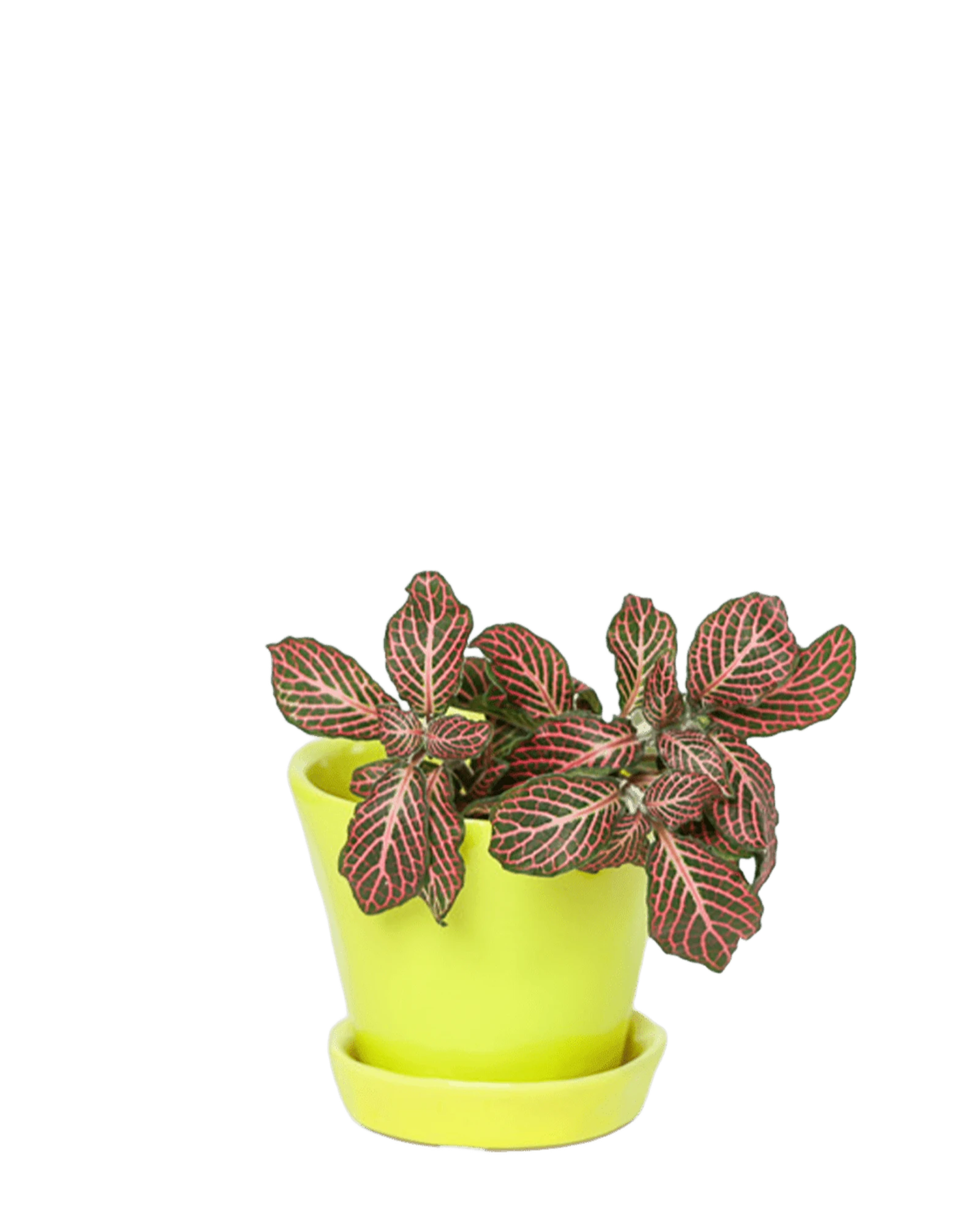 Chive Tika green sheen ceramic small plant pot with drainage hole and detachable saucer, styled with a plant.