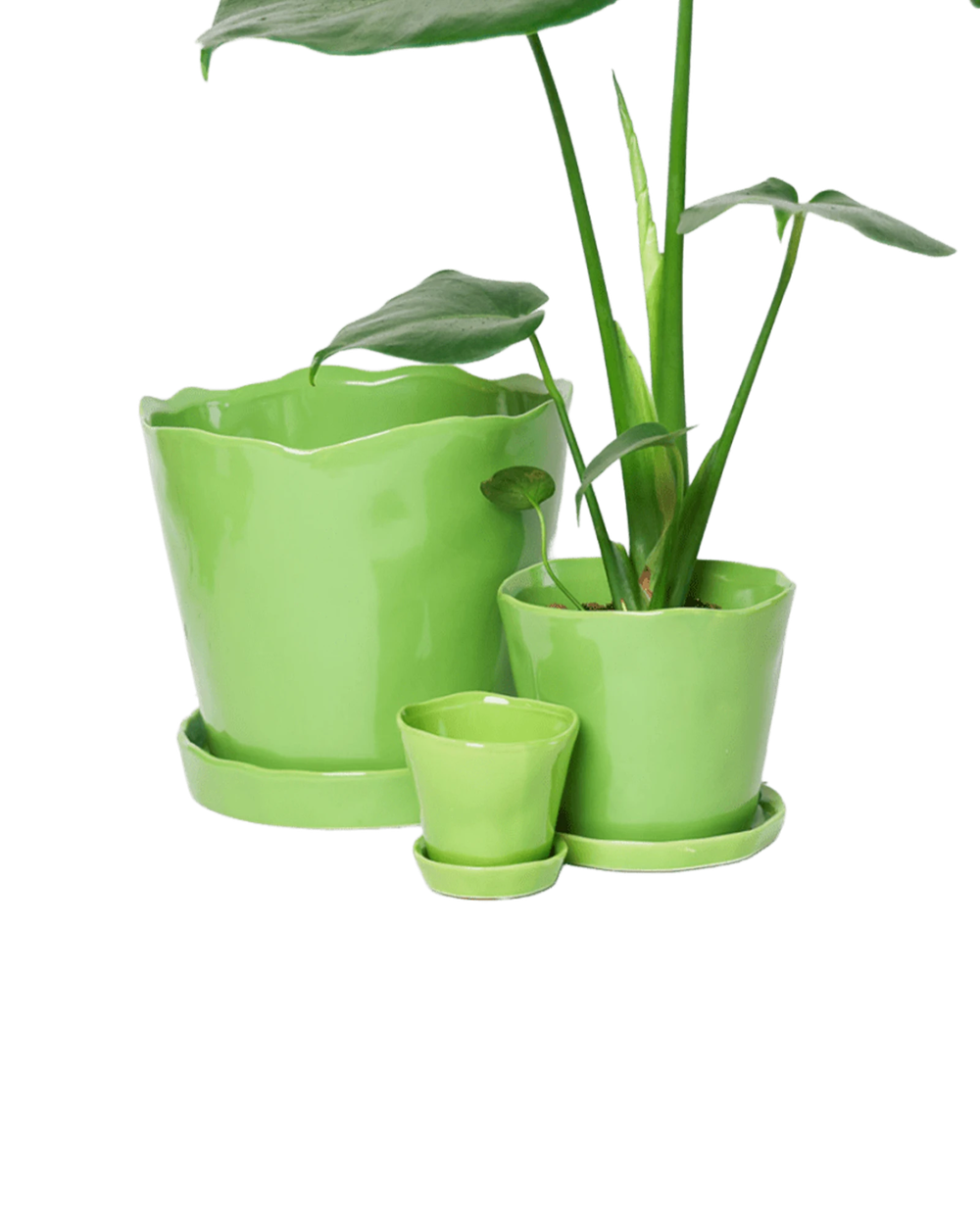 Chive Tika greenery ceramic planters in small, medium, and large with saucers, styled with a plant.