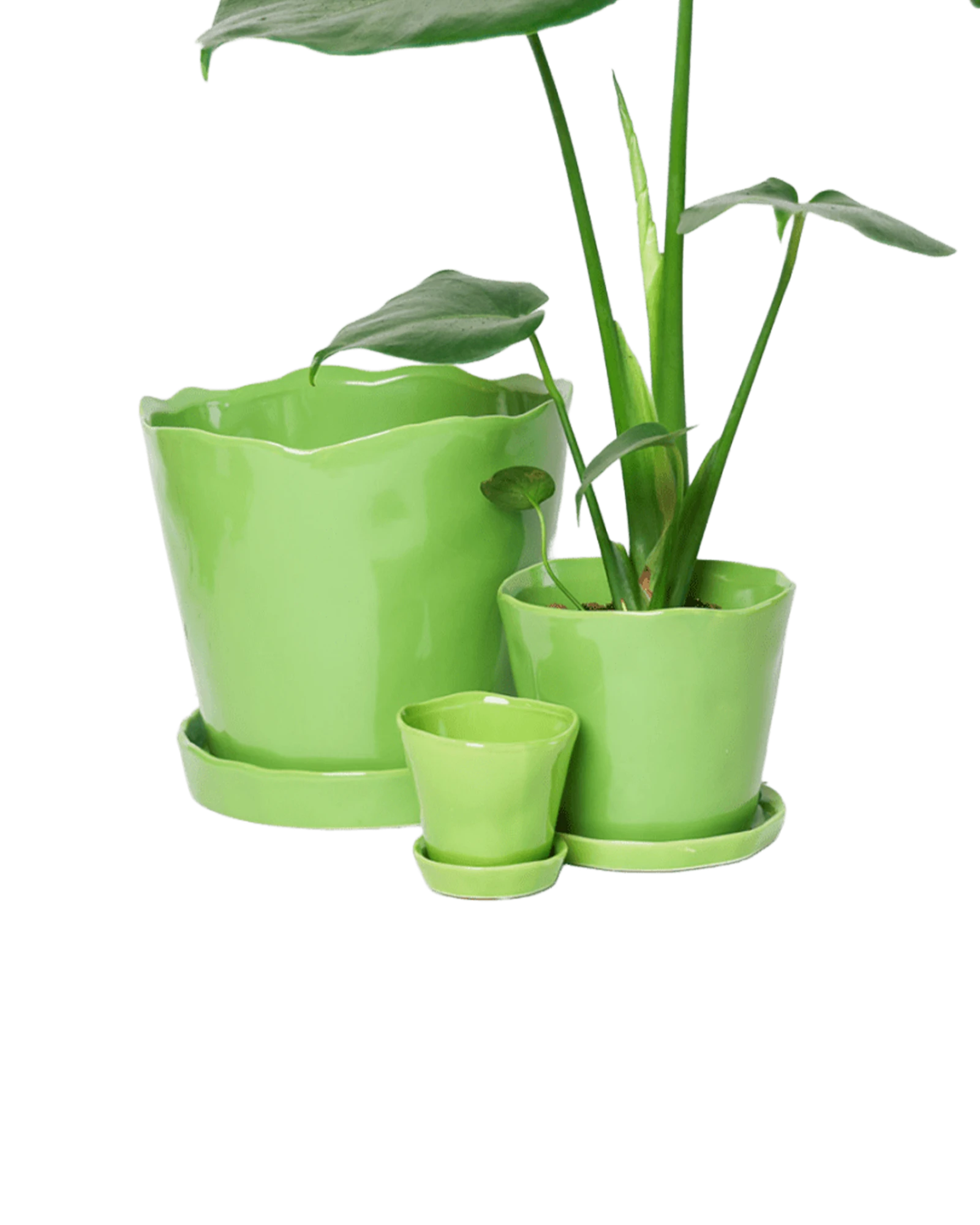 Chive Tika greenery ceramic planters in small, medium, and large with saucers, styled with a plant.