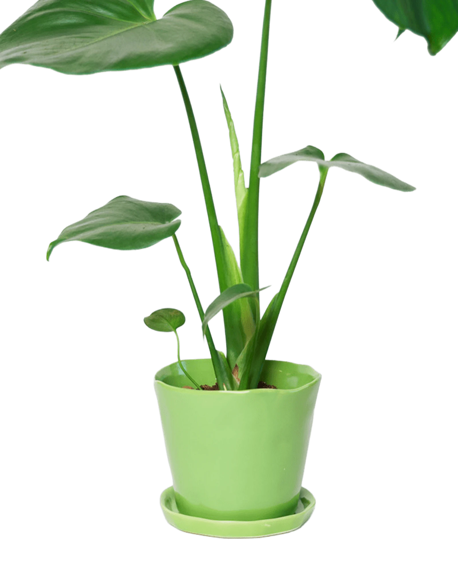 Chive Tika greenery ceramic large plant pot with drainage hole and detachable saucer styled with a plant.