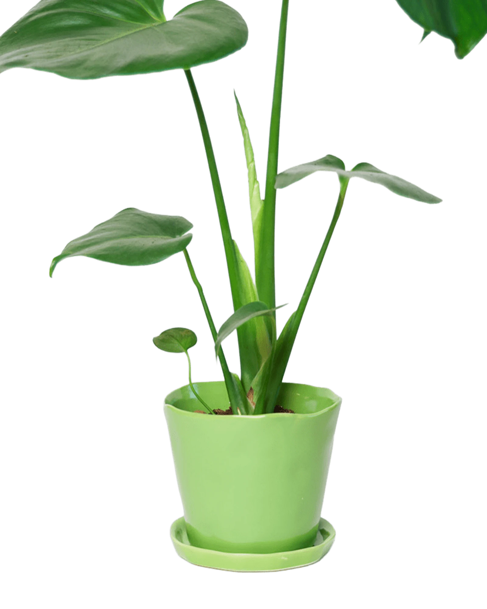 Chive Tika greenery ceramic medium plant pot with drainage hole and detachable saucer styled with a plant.
