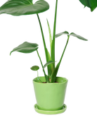 Chive Tika greenery ceramic medium plant pot with drainage hole and detachable saucer styled with a plant.