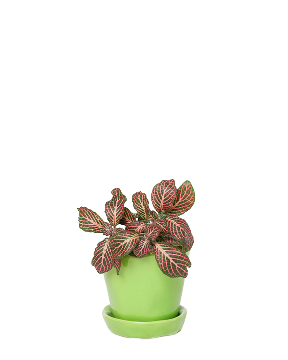 Chive Tika greenery ceramic small plant pot with drainage hole and detachable saucer styled with a plant.