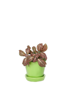 Chive Tika greenery ceramic small plant pot with drainage hole and detachable saucer styled with a plant.