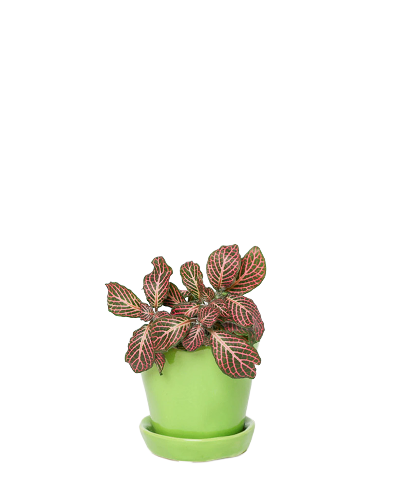 Chive Tika greenery ceramic small plant pot with drainage hole and detachable saucer styled with a plant.