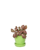 Chive Tika greenery ceramic small plant pot with drainage hole and detachable saucer styled with a plant.