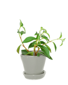 Chive Tika light grey ceramic small plant pot with drainage hole and detachable saucer styled with a houseplant.