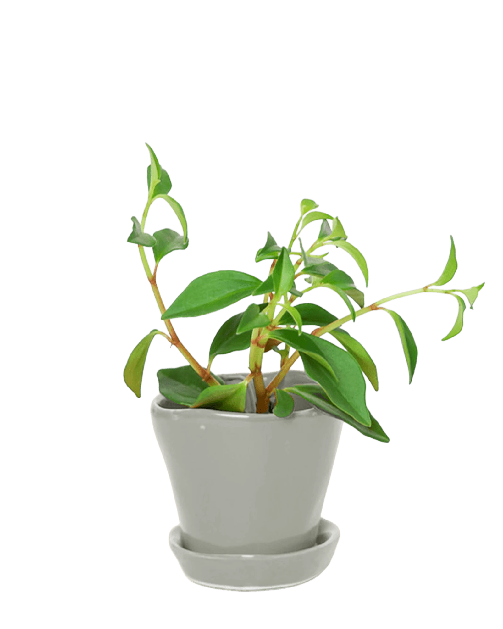 Chive Tika light grey ceramic small plant pot with drainage hole and detachable saucer styled with a houseplant.