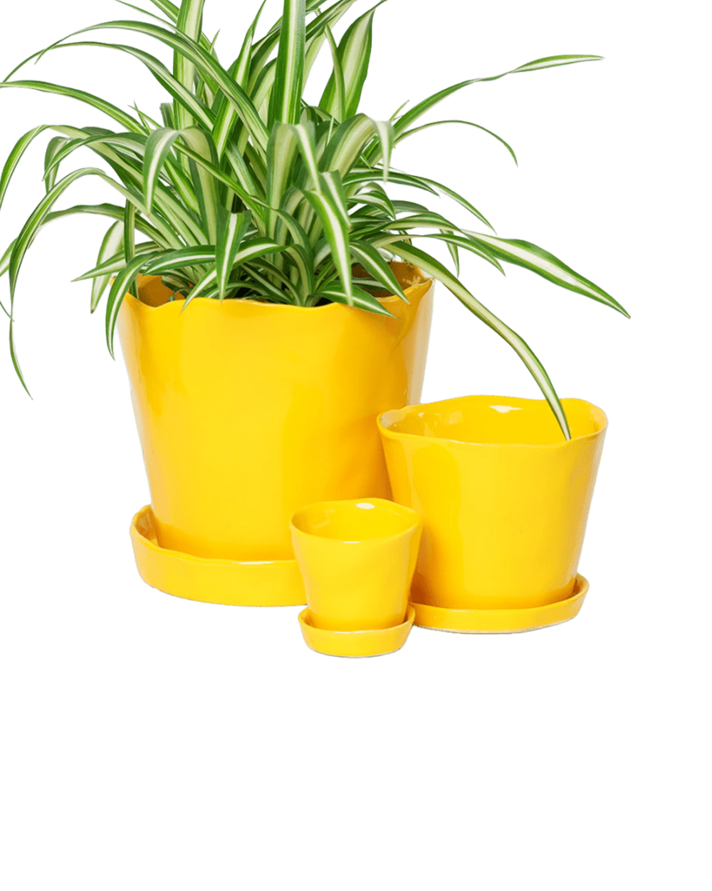 Chive Tika meadowlark yellow ceramic planters in small, medium, and large with saucers, styled with a spider plant.