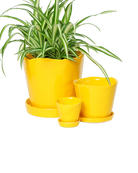 Chive Tika meadowlark yellow ceramic planters in small, medium, and large with saucers, styled with a spider plant.