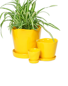 Chive Tika meadowlark yellow ceramic planters in small, medium, and large with saucers, styled with a spider plant.