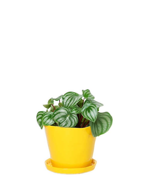 Tika Large Ceramic Plant Pot with Drainage Hole and Saucer, Meadowlark Yellow