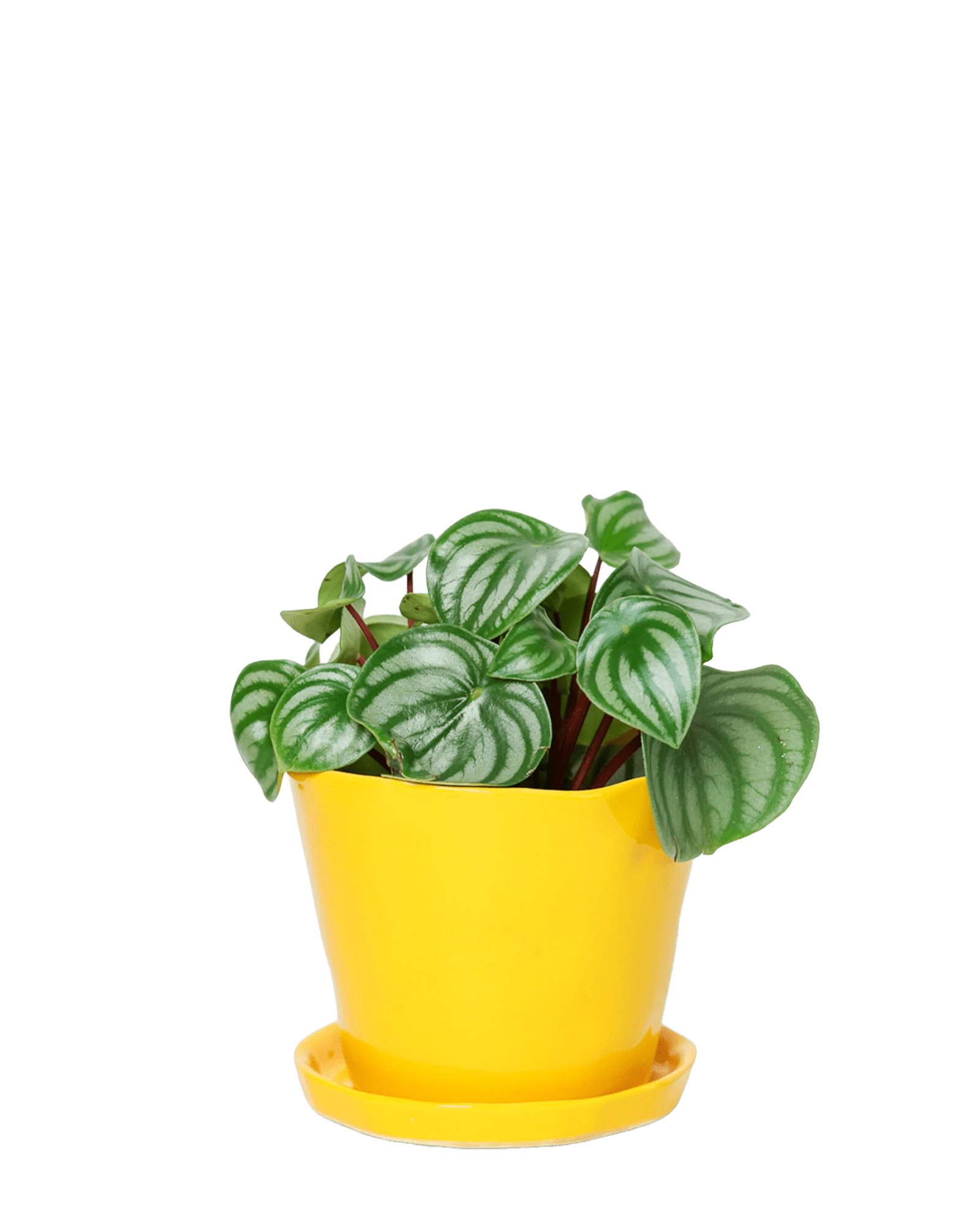 Chive Tika meadowlark yellow ceramic large plant pot with drainage hole and detachable saucer styled with a peperomia.
