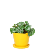 Chive Tika meadowlark yellow ceramic large plant pot with drainage hole and detachable saucer styled with a peperomia.