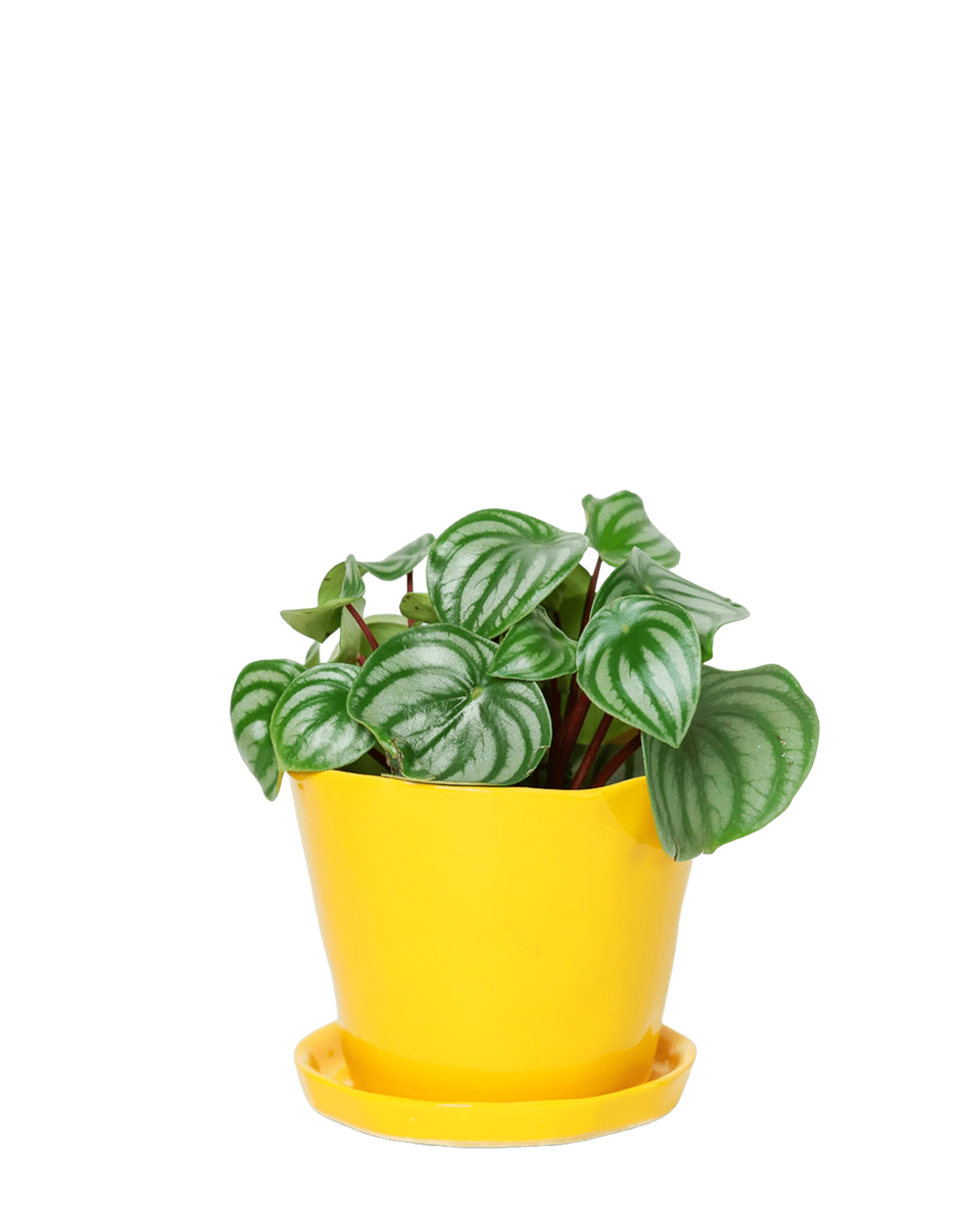 Chive Tika meadowlark yellow ceramic medium plant pot with drainage hole and detachable saucer styled with a peperomia. 