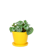 Chive Tika meadowlark yellow ceramic medium plant pot with drainage hole and detachable saucer styled with a peperomia. 