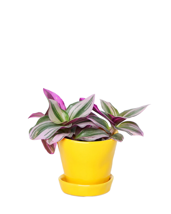 Tika Pot & Saucer | 3 inch