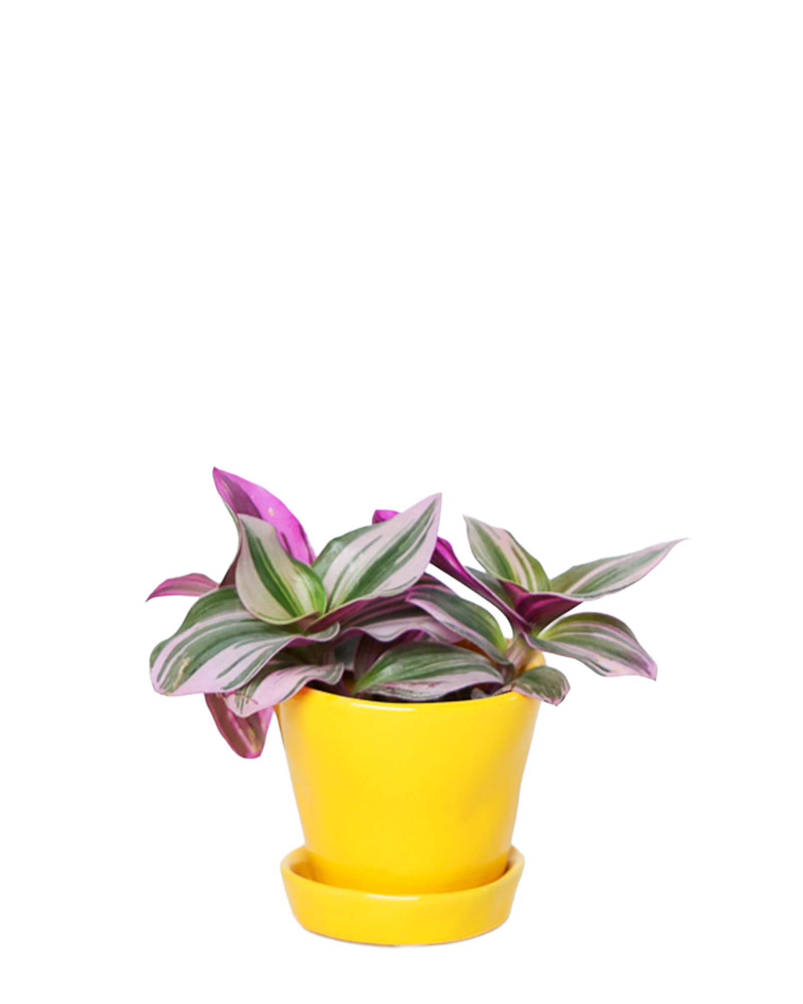 Chive Tika meadowlark yellow ceramic small plant pot with drainage and detachable saucer styled with a Tradescantia zebrina.