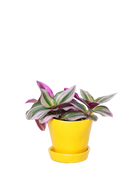 Chive Tika meadowlark yellow ceramic small plant pot with drainage and detachable saucer styled with a Tradescantia zebrina.