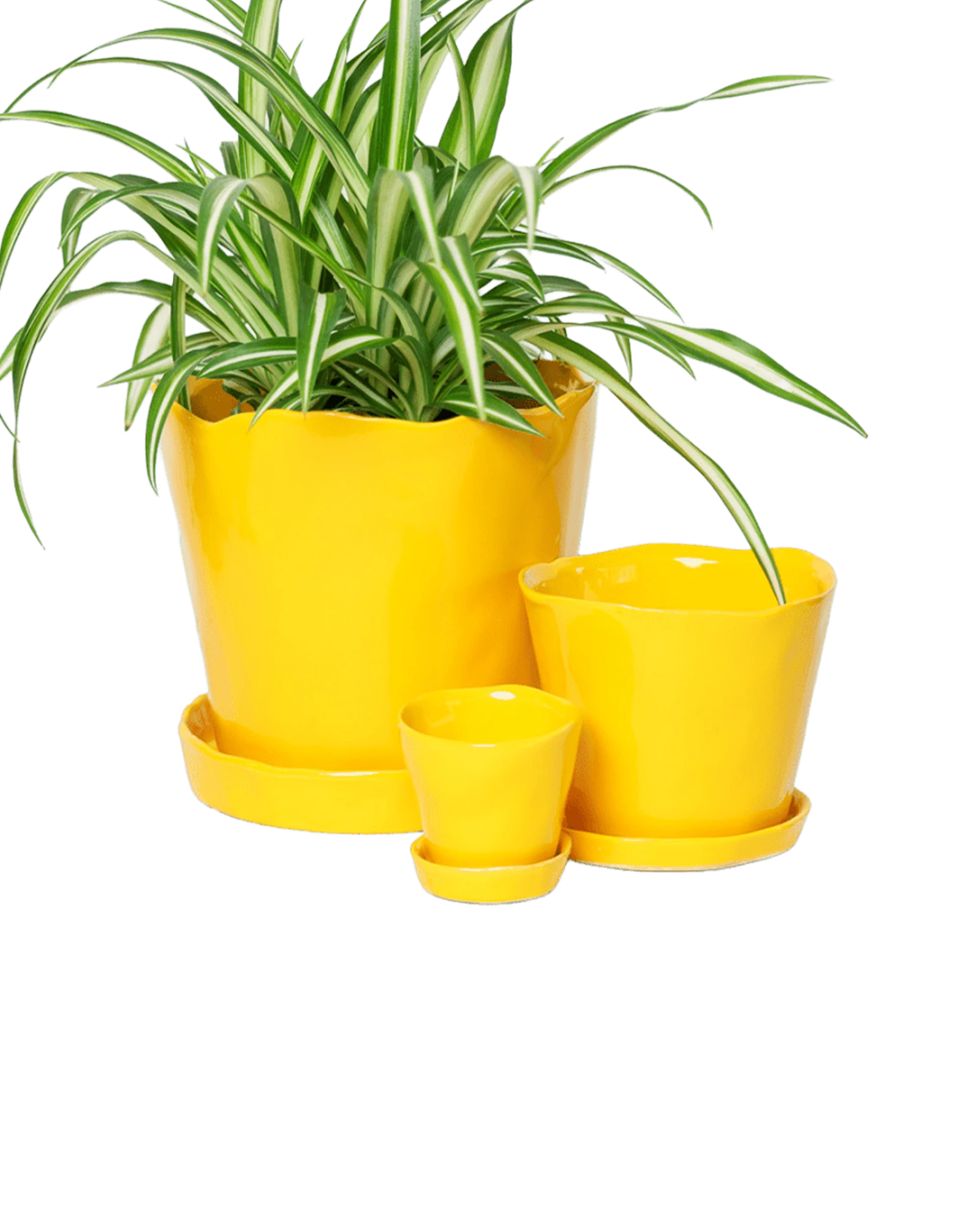 Chive Tika meadowlark yellow ceramic planters in small, medium, and large with saucers, styled with a spider plant.