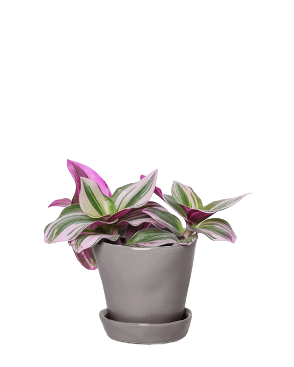 Chive Tika medium grey ceramic small planter with drainage and detachable saucer styled with a Tradescantia zebrina.