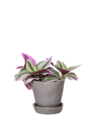 Chive Tika medium grey ceramic small planter with drainage and detachable saucer styled with a Tradescantia zebrina.