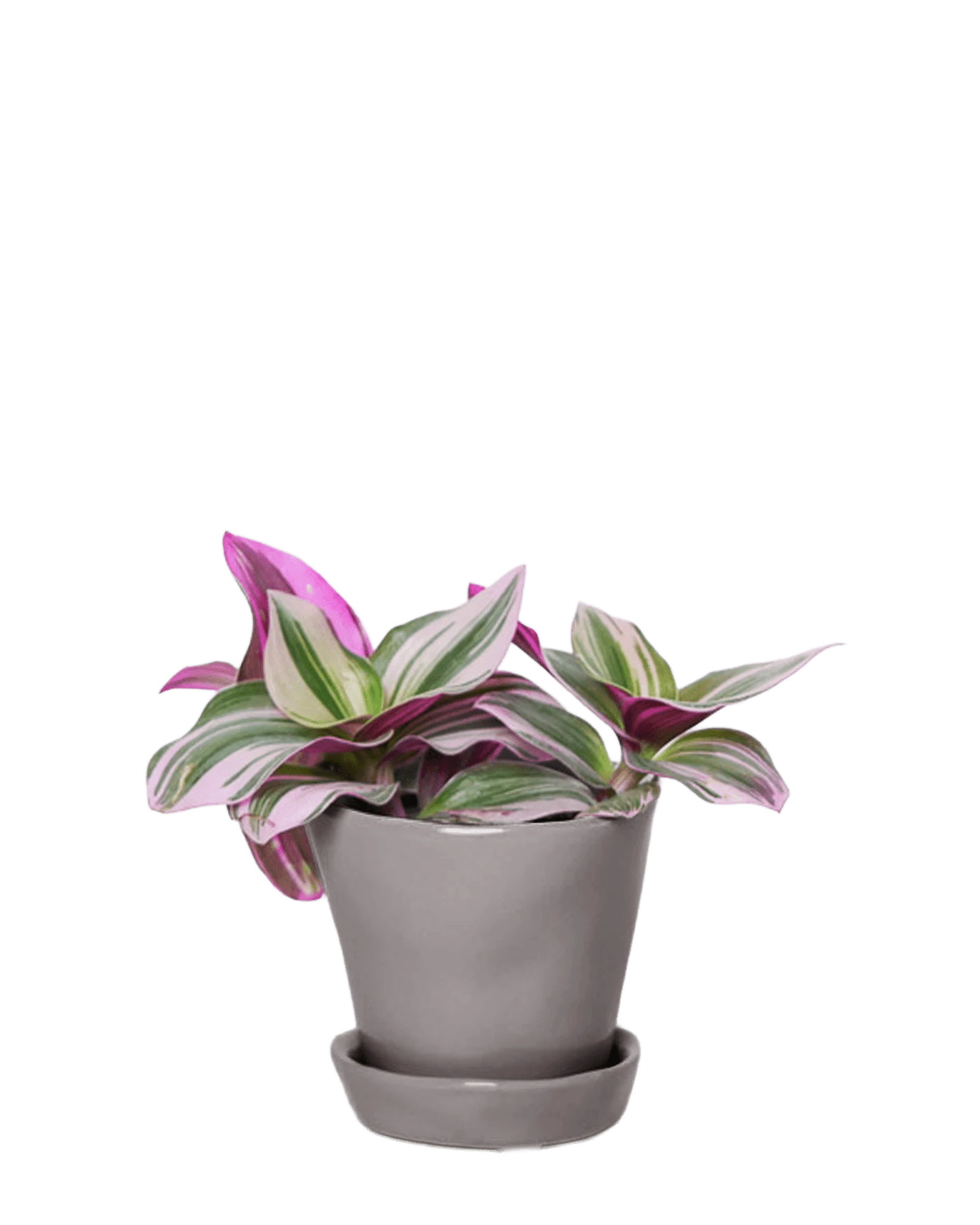 Chive Tika medium grey ceramic small planter with drainage and detachable saucer styled with a Tradescantia zebrina.