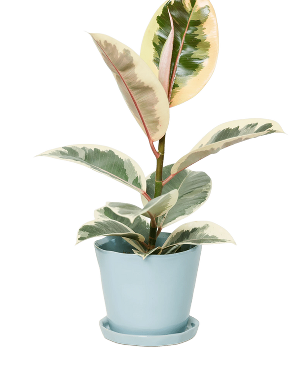 Tika Large Ceramic Plant Pot with Drainage Hole and Saucer, New Grey