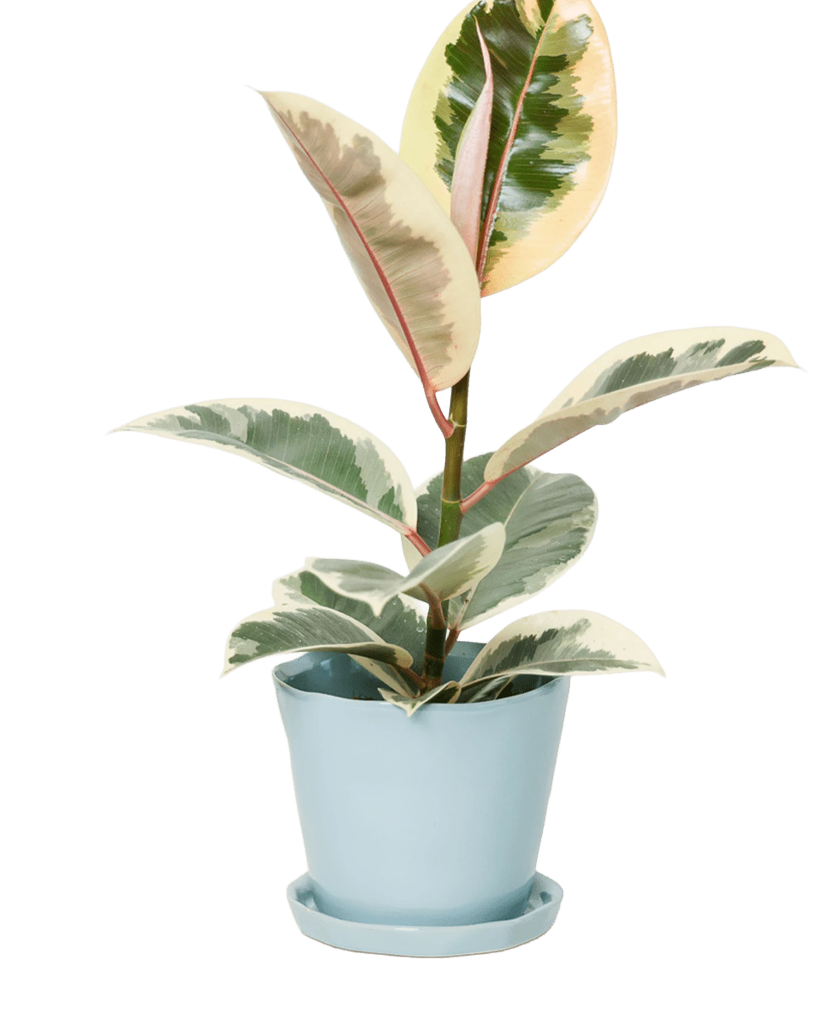 Chive Tika fully glazed large Ceramic planter in color new grey styled with a plant.