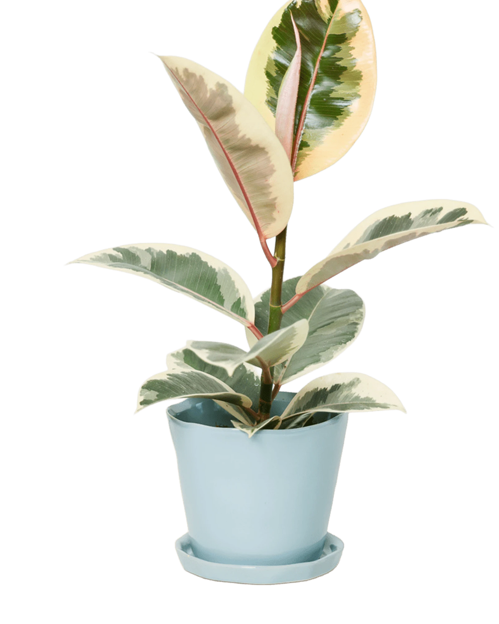 Chive Tika new grey ceramic medium plant pot with drainage hole and detachable saucer styled with a plant.