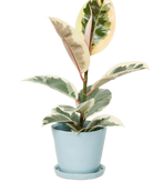 Chive Tika new grey ceramic medium plant pot with drainage hole and detachable saucer styled with a plant.