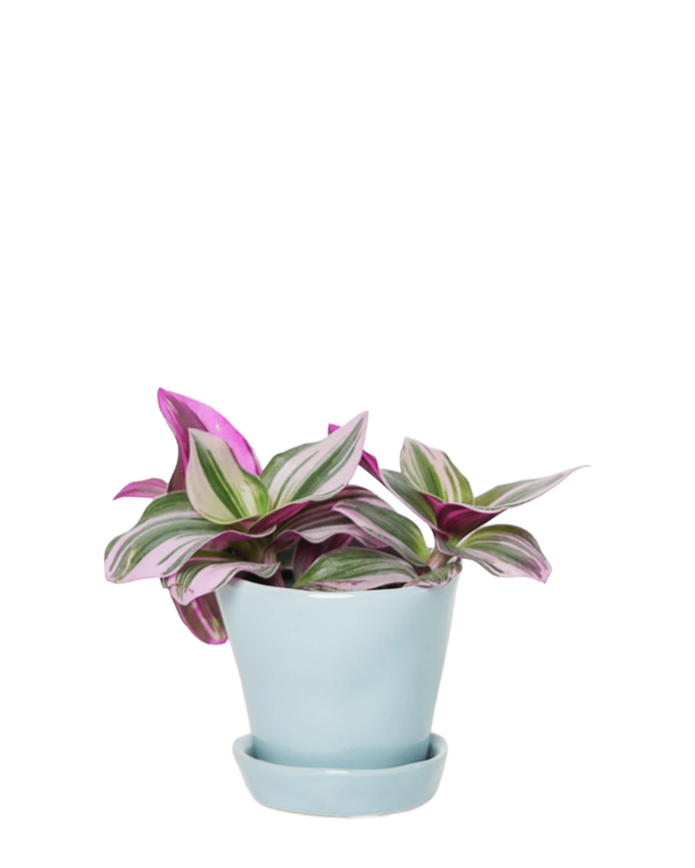 Chive Tika new grey ceramic small plant pot with drainage hole and detachable saucer styled with a Tradescantia zebrina.