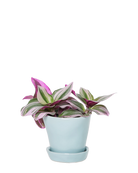 Chive Tika new grey ceramic small plant pot with drainage hole and detachable saucer styled with a Tradescantia zebrina.