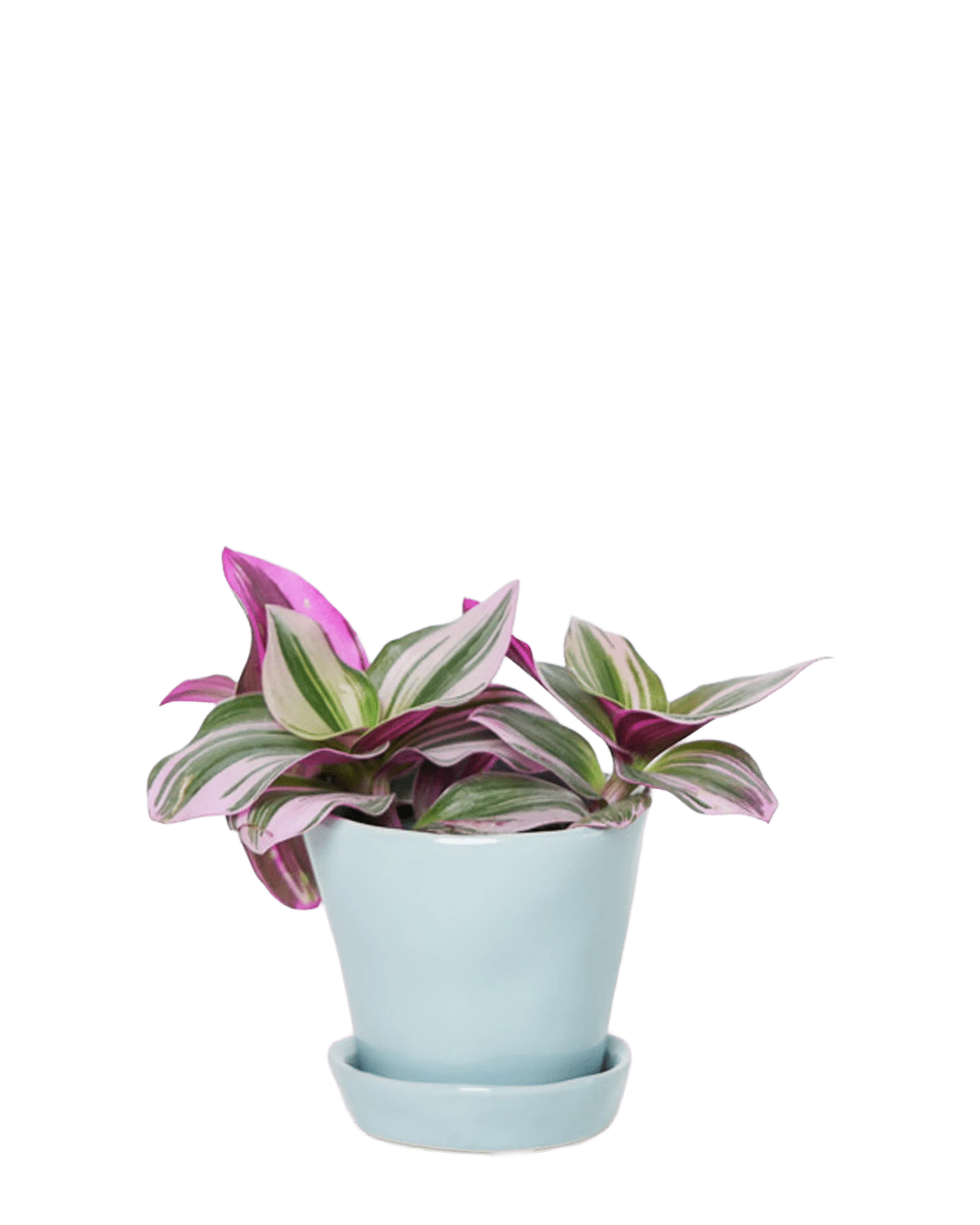Chive Tika new grey ceramic small plant pot with drainage hole and detachable saucer styled with a Tradescantia zebrina.