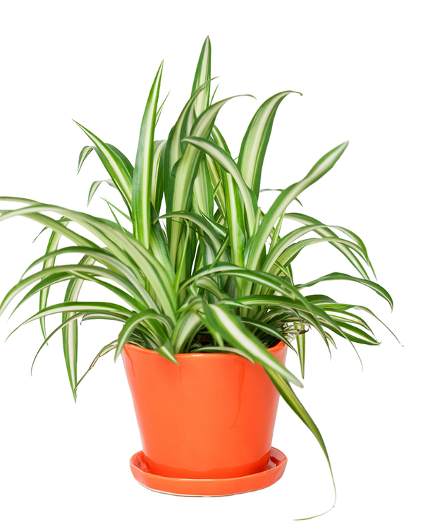 Tika Large Ceramic Plant Pot with Drainage Hole and Saucer, Orange