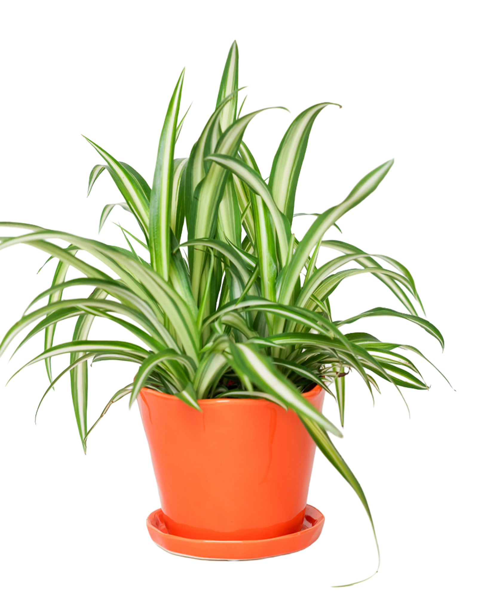 Chive Tika orange ceramic large plant pot with drainage hole and detachable saucer styled with a spider plant.