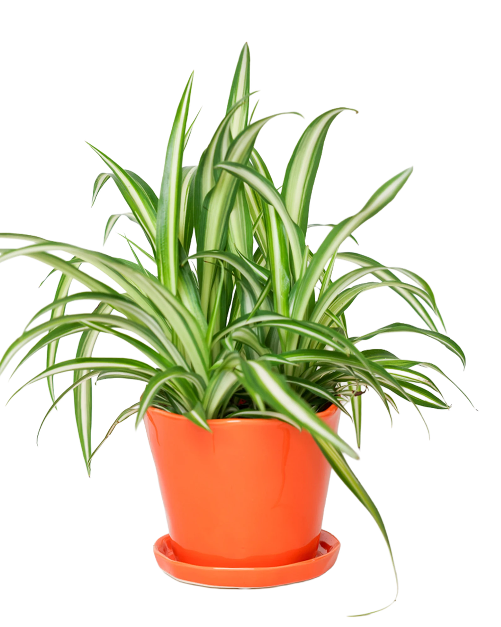 Chive Tika orange ceramic medium plant pot with drainage hole and detachable saucer styled with a spider plant.
