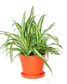 Chive Tika orange ceramic medium plant pot with drainage hole and detachable saucer styled with a spider plant.