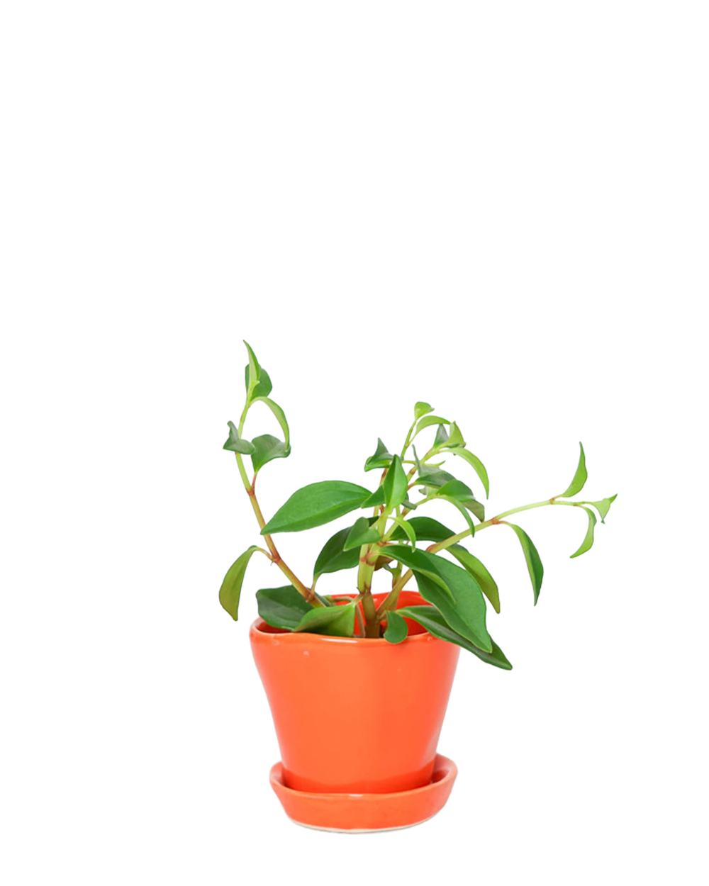 Chive Tika orange ceramic small plant pot with drainage hole and detachable saucer, styled with a plant.