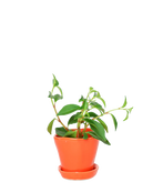 Chive Tika orange ceramic small plant pot with drainage hole and detachable saucer, styled with a plant.