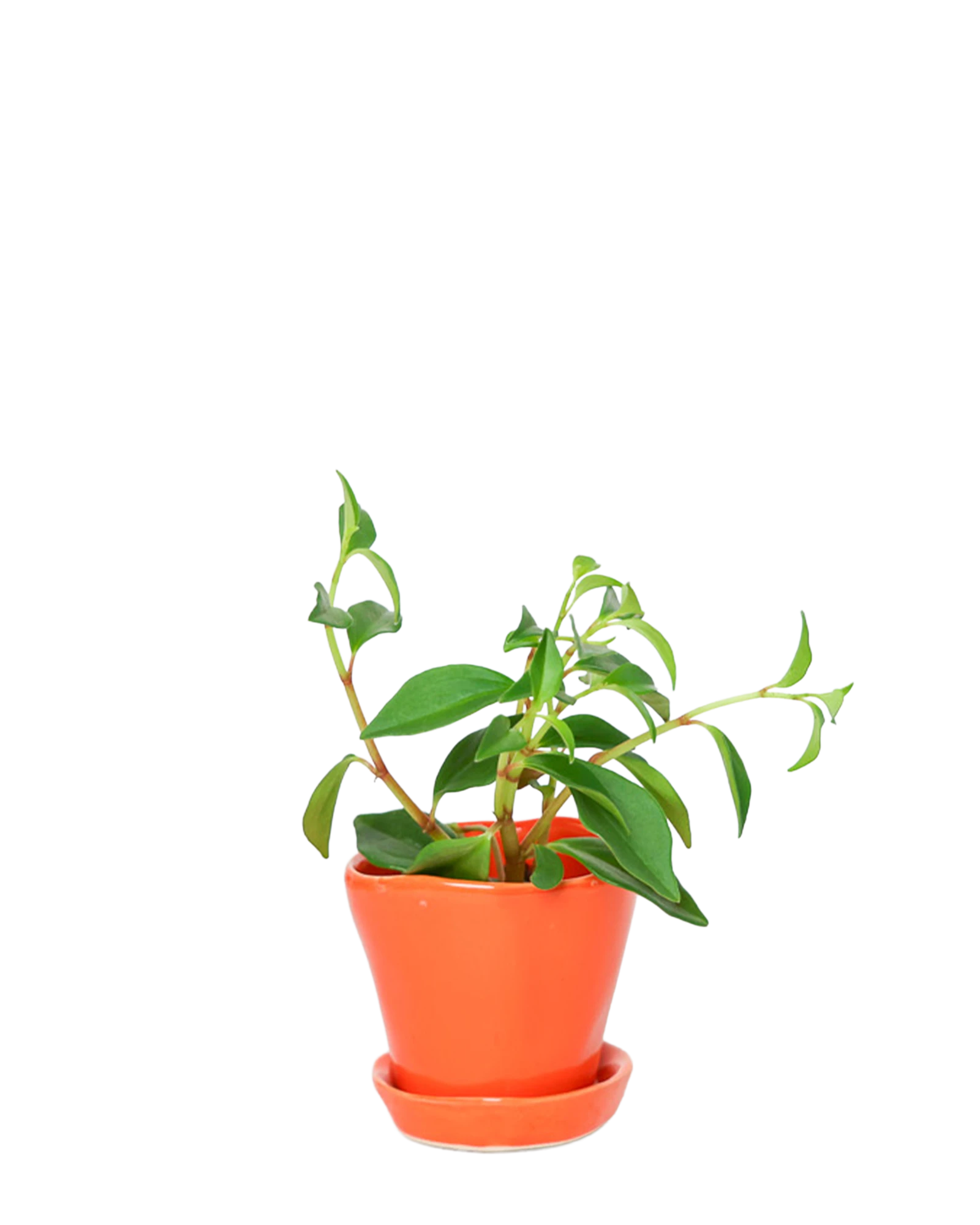 Chive Tika orange ceramic small plant pot with drainage hole and detachable saucer, styled with a plant.
